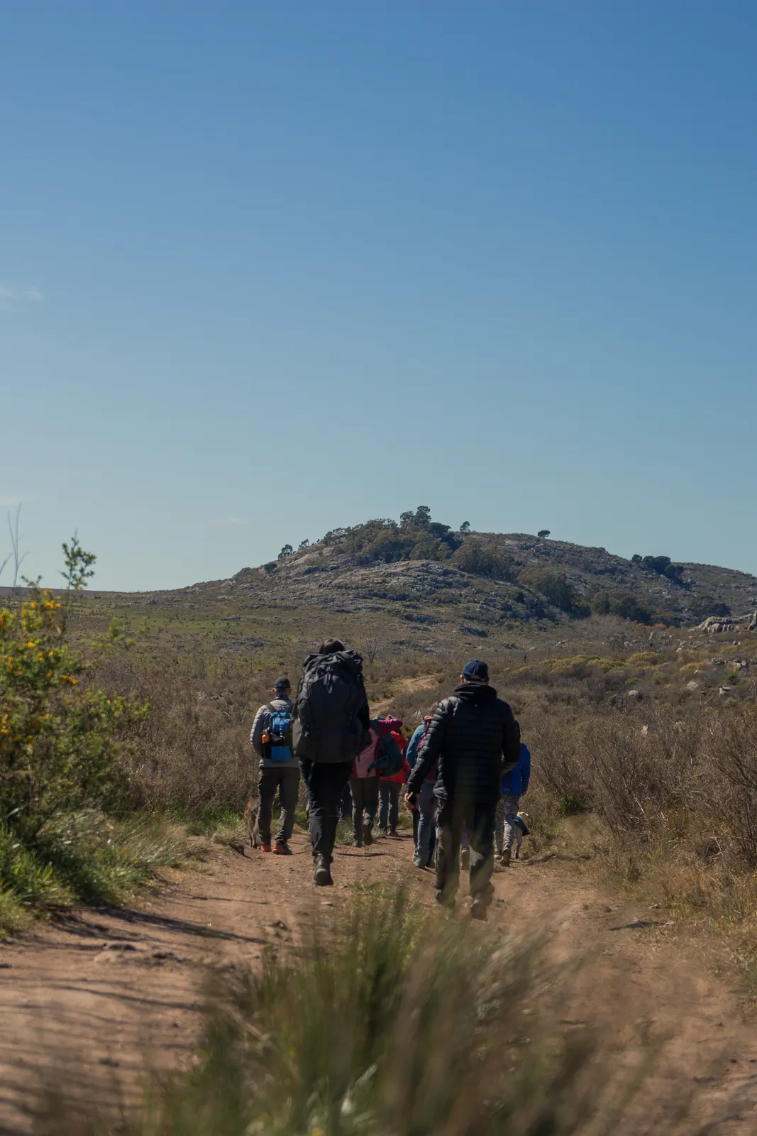 Grupo caminando con sus perros por un sendero de tierra hacia el cerro