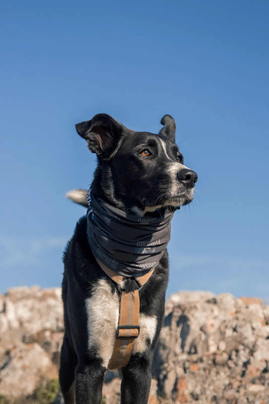 Perro negro con pañuelo en la sierra