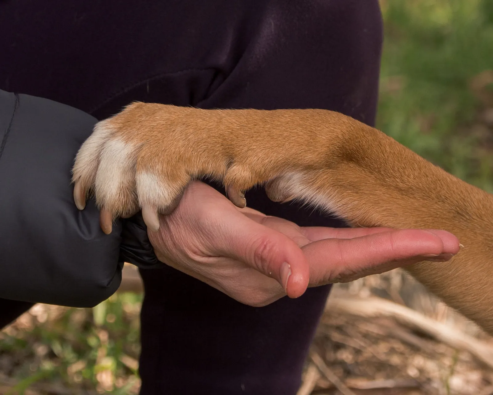 Pata de un perro apoyada en la mano de su dueña