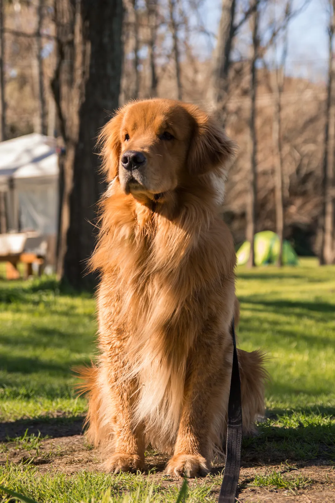 Perro golden sentado en el campamento