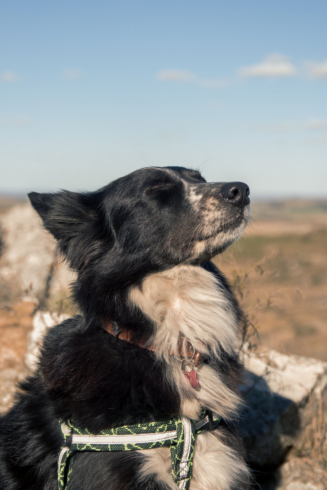 Estimulación sensorial canina